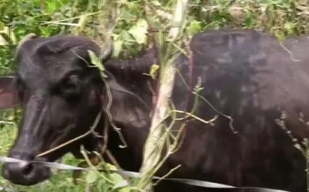 കുറുക്കന്മാരുടെ ആക്രമണം; എരുമയുടെ വാല് കടിച്ചെടുത്തു