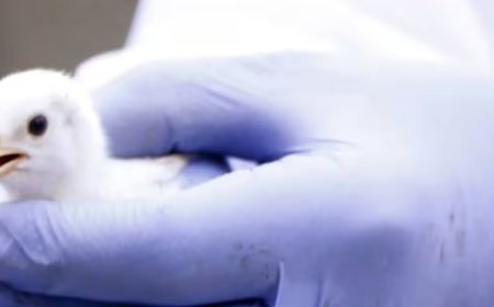 പക്ഷിപ്പനിക്കെതിരേ ആരോഗ്യ വകുപ്പിന്റെ ജാഗ്രത; മൂന്നുകിലോമീറ്റർ ചുറ്റളവിൽ പനിസർവേ