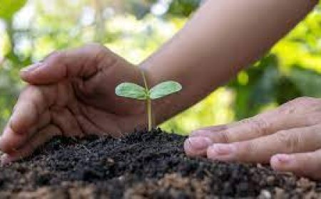 നടീൽ ഉത്സവം 23ന് നടക്കും.