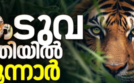 മൂന്നാർ കന്നിമല  ലോവർ ഡിവിഷനിൽ  ജനവാസ മേഖലയിൽ കടുവകൾ കൂട്ടത്തോടെ ഇറങ്ങി