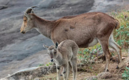രാജമലയിൽ വരയാടുകളുടെ കണക്കെടുപ്പ്​ ഇന്ന് മുതൽ
