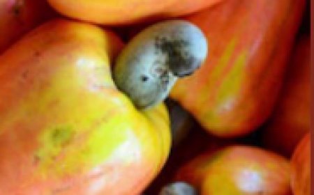 കാഷ്യൂ കോര്പ്പറേഷന് കശുമാങ്ങ വിലക്കെടുക്കും