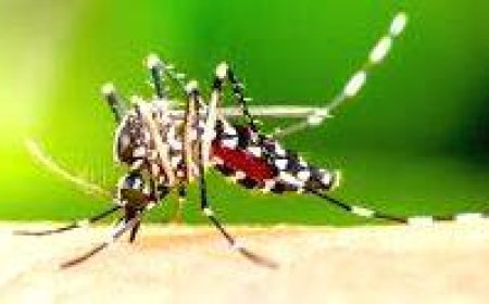 മലപ്പുറം ജില്ലയിൽ വേനൽമഴയ്ക്ക് ശേഷം ഡെങ്കിപ്പനി വർദ്ധിക്കുന്നു