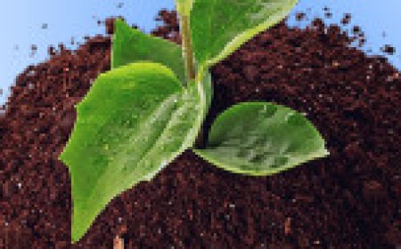 പതിനഞ്ചാമത് അക്ഷയശ്രീ അവാർഡ് വിതരണം നാളെ