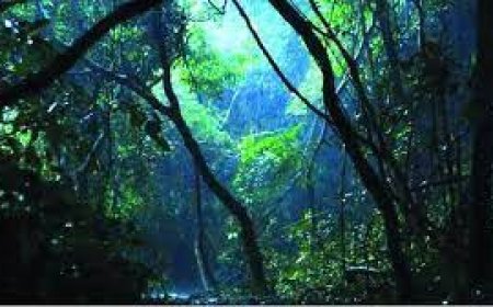 കാവ് പുനരുദ്ധാരണ പദ്ധതി 2024