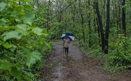 ഇൻസെന്റിവൈസേഷൻ ഓഫ് പ്രൈവറ്റ് ഫോറസ്ട്രി 2024