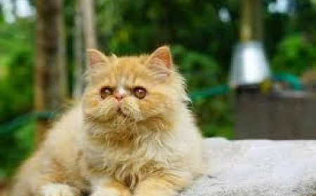 വളർത്തുമൃഗങ്ങൾ, അലങ്കാര പക്ഷികൾ എന്നിവയ്ക്ക് കടുത്ത ചൂടിനെ തുടർന്ന് വിവിധ രോഗങ്ങൾ ബാധിച്ചുതുടങ്ങി