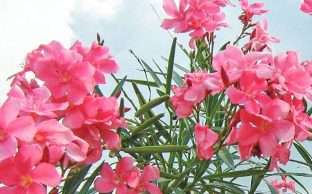 വെട്ടിക്കളഞ്ഞ അരളിച്ചെടിയുടെ ഇല തിന്ന് പശുവും കിടാവും ചത്തു