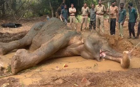 പാലക്കാട് കഞ്ചിക്കോട് ട്രെയിൻ തട്ടി കാട്ടാന ചരിഞ്ഞു