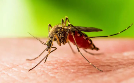 കോഴിക്കോട്, മലപ്പുറം ജില്ലകളിലെ 10 പേർക്ക് വെസ്റ്റ്‌നൈൽ ഫീവർ സ്ഥിരീകരിച്ചു