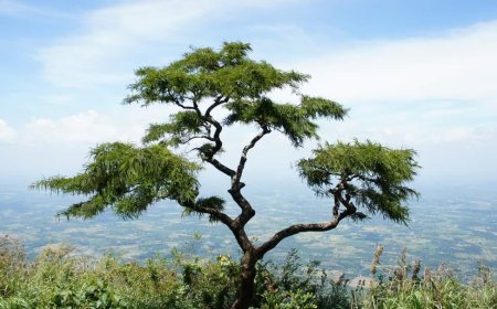 ഒരു അവധിക്കാല യാത്രയ്ക്ക് മല മുഴക്കി വേഴാമ്പലുകളുടെ നെല്ലിയാമ്പതി