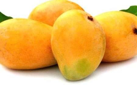 മധുരം 2024 മാംഗോ ഫെസ്റ്റ് നാളെ മുതൽ 12 വരെ