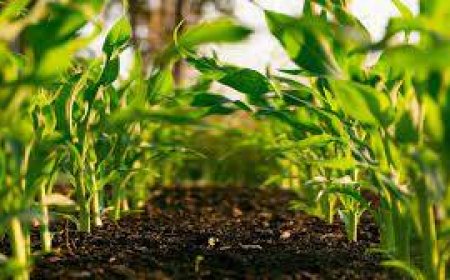 ജൈവക്കൃഷി സർട്ടിഫിക്കറ്റ് കോഴ്സ്