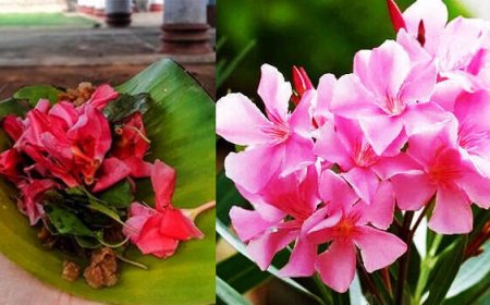 ക്ഷേത്രങ്ങളിൽ അരളിപ്പൂവ്   വിലക്കേർപ്പെടുത്തി തിരുവിതാംകൂർ ദേവസ്വം ബോർഡ്