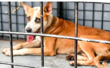 മൂവാറ്റുപുഴ  ടൗണിനെ മുൾമുനയിലാക്കി വളർത്തുനായുടെ ആക്രമണം