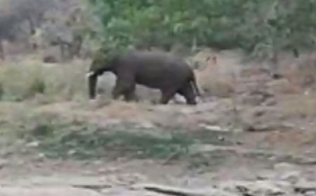 പാലക്കാട് കഞ്ചിക്കോട്,മലമ്പുഴ മേഖലകളിൽ കാട്ടാനാ ശല്യം തുടരുന്നു