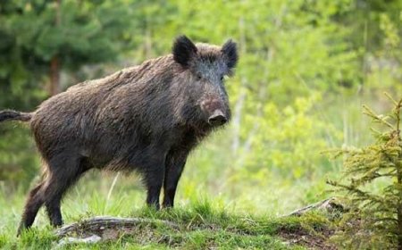 കാട്ടുപന്നിയുടെ ആക്രമണത്തില് ബൈക്ക് യാത്രികന് പരിക്ക്