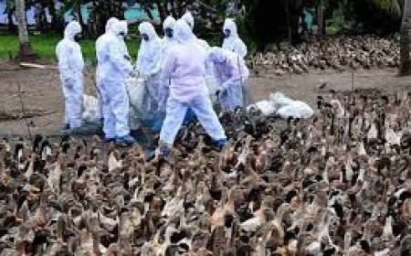 വീണ്ടും പക്ഷിപ്പനി; സ്ഥിരീകരിച്ചത് പത്തനംതിട്ട സർക്കാർ താറാവ് വളർത്തൽ കേന്ദ്രത്തിൽ