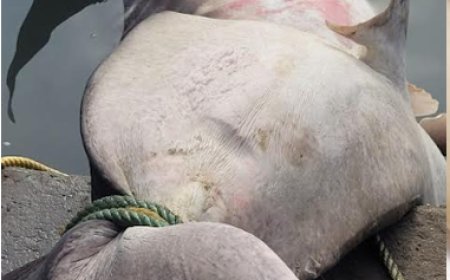 ആയിരത്തിലധികം കിലോ തൂക്കം; കൊച്ചിയില്‍ കൂറ്റന്‍ സ്രാവ് വലയില്‍ കുടുങ്ങി