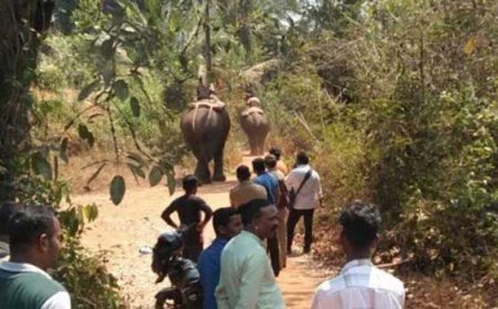 ഓപ്പറേഷൻ എലിഫന്റ്' ദൗത്യത്തിൽ ഇതുവരെ കാടുകയറ്റിയത് 44 ആനകൾ