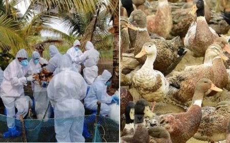 നി​ര​ണം ഡ​ക്ക് ഫാ​മി​ല്‍ പ​ക്ഷി​പ്പ​നി സ്ഥി​രീ​ക​രി​ച്ച സാ​ഹ​ച​ര്യ​ത്തി​ല്‍ ഫാ​മി​ലെ താ​റാ​വു​ക​ളെ ന​ശി​പ്പി​ച്ചു തു​ട​ങ്ങി