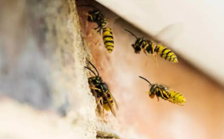 കടന്നൽ കുത്തേറ്റ് പ്ലസ് ടു വിദ്യാർഥി മരിച്ചു