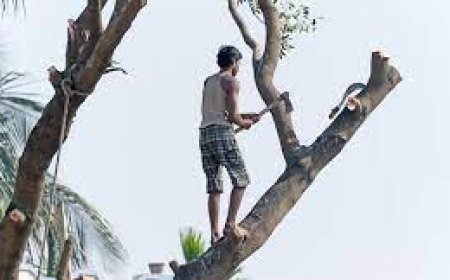 അപകടകരമായ മരങ്ങൾ മുറിച്ചുമാറ്റണം