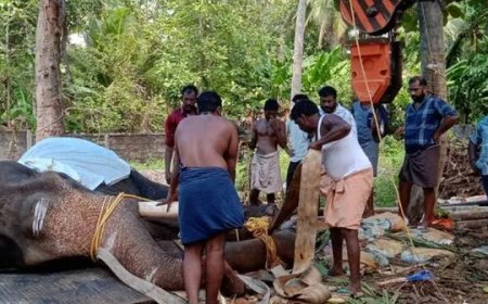 വെച്ചൂരില് ചികിത്സയ്ക്ക് കൊണ്ടുവന്ന ഗജരാജന് പട്ടാമ്പി കര്ണ്ണന് ചരിഞ്ഞു