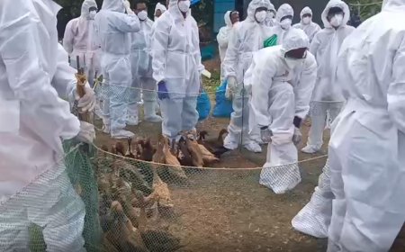 പക്ഷിപ്പനി: നിരണത്ത് ആറായിരത്തോളം താറാവുകളെ കൊന്നൊടുക്കൽ തുടങ്ങി