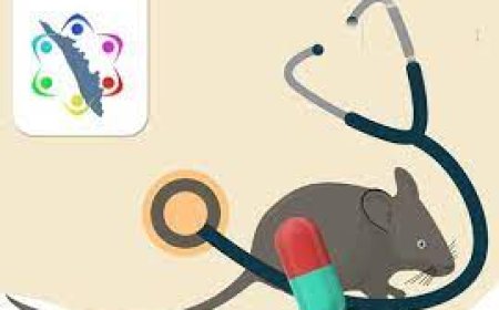 ശക്തമായ മഴ, ചെളിയിലും കെട്ടിക്കിടക്കുന്ന വെള്ളത്തിലും ഇറങ്ങുന്നവര്‍ ഡോക്‌സിസൈക്ലിന്‍ കഴിക്കണം: മന്ത്രി വീണാ ജോര്‍ജ്