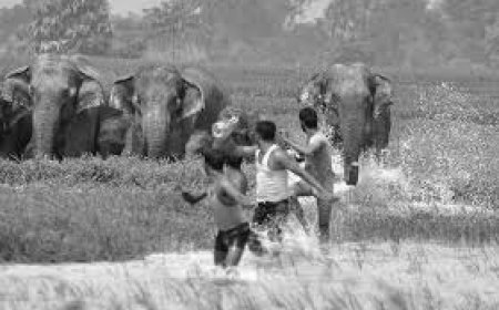 വന്യജീവി ആക്രമണം  ഉദ്യോഗസ്ഥരോട് വിശദമായ റിപ്പോര്‍ട്ട് ആവശ്യപ്പെട്ട് ന്യൂനപക്ഷ കമ്മീഷന്‍