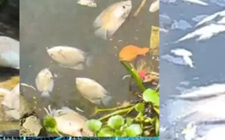 കൊച്ചി പെരിയാറില് വ്യാപകമായി മത്സ്യങ്ങള് ചത്തുപൊങ്ങി