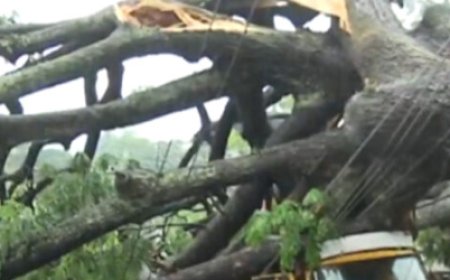 സംസ്ഥാനത്ത് തുടരുന്ന കനത്ത മഴയിൽ നാശനഷ്ടം തുടരുന്നു;തൃശ്ശൂർ ന​ഗരത്തിൽ വൻ മരം കടപുഴകി വീണു