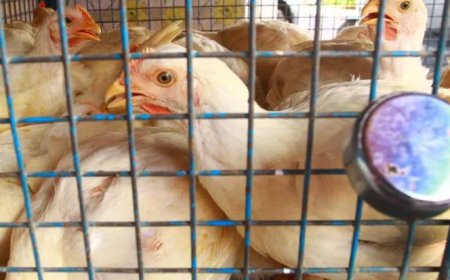 കോട്ടയം  മണർകാട്  പക്ഷിപ്പനി സ്ഥിരീകരിച്ചതായി ജില്ലാ കളക്ടർ വി. വിഗ്‌നേശ്വരി