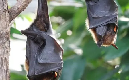 ‘നി​പ’ ഭീ​ഷ​ണി ഇ​ല്ലാ​താ​ക്കാ​ൻ മു​ൻ​ക​രു​ത​ലി​ന്‍റെ ഭാ​ഗ​മാ​യി വ​വ്വാ​ലു​ക​ളി​ൽ സാ​മ്പ്​​ൾ പ​രി​ശോ​ധ​ന​ക്ക്​ തു​ട​ക്കം