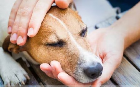 വീട്ടിൽ വളർത്തുന്ന നായയോ, പൂച്ചയോ മാന്തിയാലും കടിച്ചാലും പേവിഷബാധ പ്രതിരോധ കുത്തിവെപ്പെടുക്കണം; നിസ്സാരമാക്കുന്നത് അപകടം