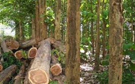 തേക്ക് ലേലം