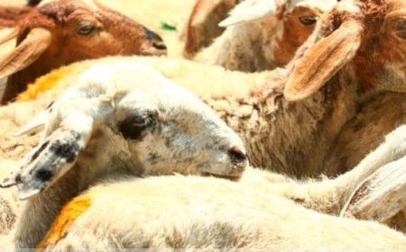 വട്ടവടയിൽ 40 ആടുകളെ കാട്ടുനായ്ക്കൂട്ടം കടിച്ചുകൊന്നു