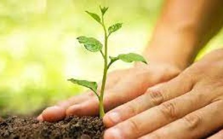 ഹരിതം സഹകരണം: സംസ്ഥാനതലത്തിൽ  പ്ലാവ് നടാൻ സഹകരണ വകുപ്പ്