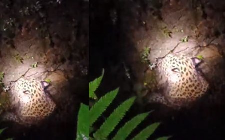 തൃശൂര്‍ അതിരപ്പിള്ളിയില്‍ കിണറ്റില്‍ വീണ പുലിയെ വനംവകുപ്പ് ഉദ്യോഗസ്ഥര്‍ രക്ഷപ്പെടുത്തി