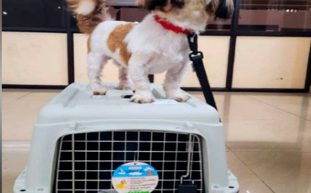 ഓമനമൃഗങ്ങളെ വിദേശത്തേക്ക് കൊണ്ടുപോകാനുള്ള സൗകര്യം നിലവിൽവന്നു