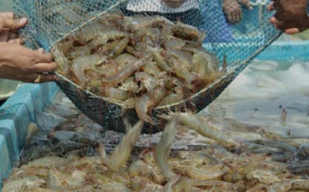 മത്സ്യ കര്‍ഷക അവാര്‍ഡിന് അപേക്ഷ ക്ഷണിച്ചു