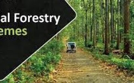 സോഷ്യൽ ഫോറസ്ട്രി ഡിവിഷൻ പദ്ധതികൾ: അപേക്ഷിക്കാം