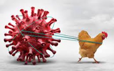 പക്ഷിപ്പനി: വളര്ത്തുപക്ഷികളുടെ മുട്ട, ഇറച്ചി, കാഷ്ടം വില്പനയും ഉപയോഗവും നിരോധിച്ചു