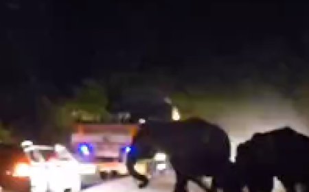 നാടുകാണി ചുരത്തിൽ വാഹനങ്ങൾക്ക് നേരെ കാട്ടാന ആക്രമണം