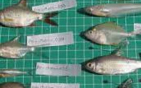 മത്സ്യം, മാംസം അമിത വിലയീടാക്കിയാല്‍ കര്‍ശന നടപടി