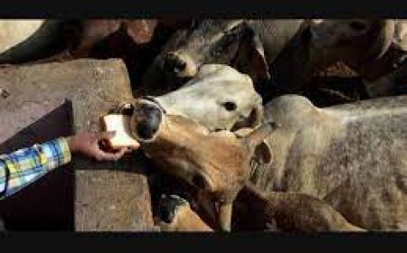 ലൈവ് സ്റ്റോക്ക് ഇൻസ്‌പെക്ടർമാരുടെ പരിശീലന പരിപാടിയ്ക്ക് തുടക്കമായി