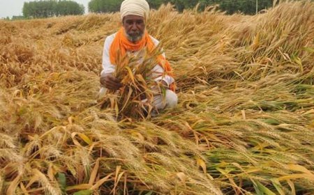 കേന്ദ്ര സര്‍ക്കാര്‍; 14 കാര്‍ഷിക വിളകളുടെ താങ്ങുവില വര്‍ധിപ്പിച്ചു