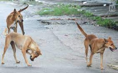 ആലപ്പുഴ റെയില്വെ സ്റ്റേഷനില് തെരുവുനായ ആക്രമണം : യുവാവിന് പരിക്ക്