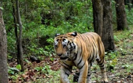 വയനാട്ടില്‍ പശുക്കളെ ആക്രമിച്ച് കൊന്ന കടുവയയെ മയക്കുവെടി വയ്‌ക്കും